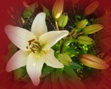 lillies by Pam Williams