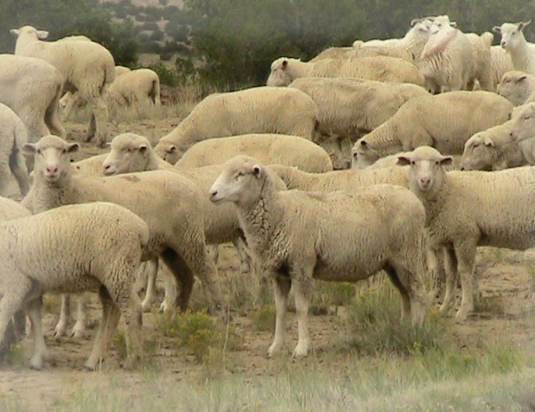 Wolf In Sheep S Clothing 5 Tips To Identify One