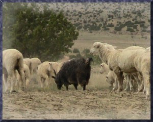 Wolf in Sheep's Clothing or black sheep? Wolf in sheep's clothing or black sheep?