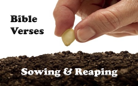 Top 7 Bible Verses About Sowing And Reaping