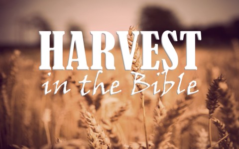 harvest definition bible